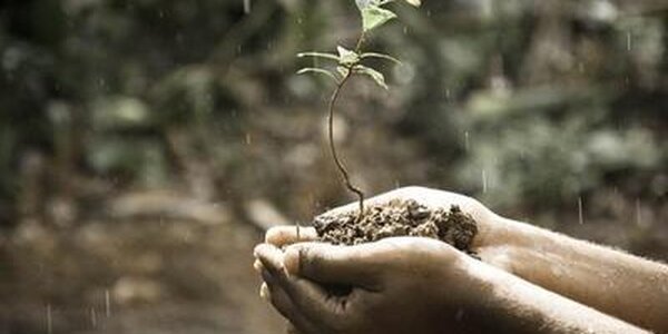 Жители 3 районов Приморья могут потерять урожай из-за переувлажнения почвы 