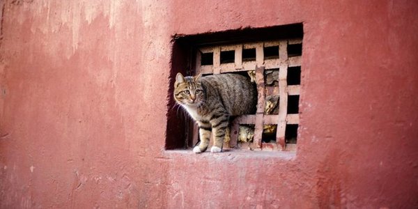 Минстрой запретит замуровывать подвалы ради кошек