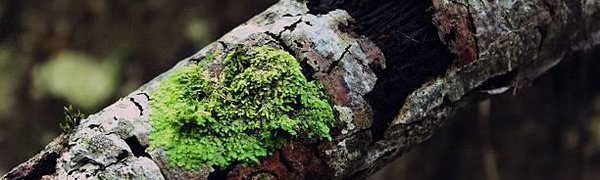 Госдума разрешила собирать валежник в лесу