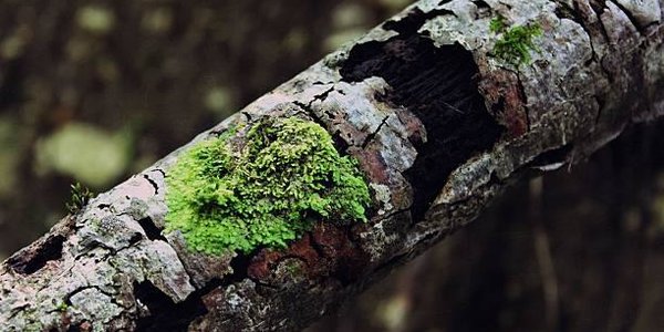 Госдума разрешила собирать валежник в лесу