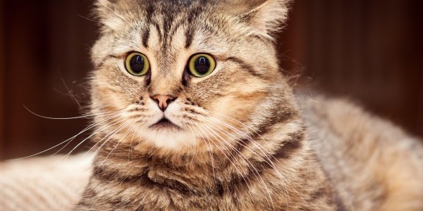 В России обещают ввести налог на домашних животных