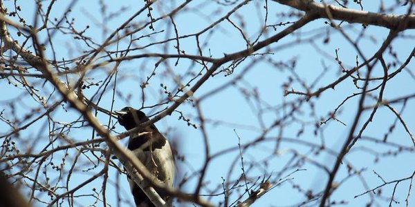 Переменчивая с температурными качелями погода ожидается в Приморье на этой неделе