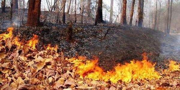 Внимание! 5 апреля в Приморье высокая опасность лесных пожаров