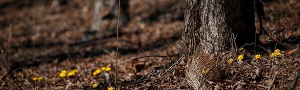 Прошедшие в Приморье дожди понизили класс пожароопасности леса до первого