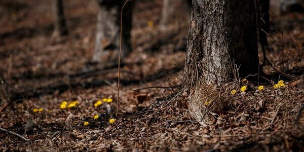 Прошедшие в Приморье дожди понизили класс пожароопасности леса до первого