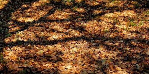 Высокие температуры способствовали нарастанию пожароопасности леса в первые выходные апреля в Приморье