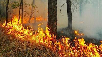 Внимание! 4 – 5 апреля в Приморье высокая опасность лесных пожаров