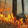 Внимание! 4 – 5 апреля в Приморье высокая опасность лесных пожаров