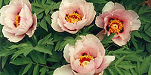 Японские пионы порадовали жителей Владивостока своей красотой