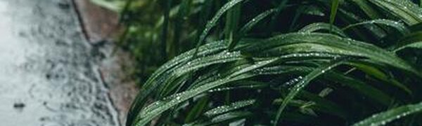 Сильные дожди ожидаются в Приморье в четверг