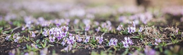 В Приморье снизился класс пожароопасности