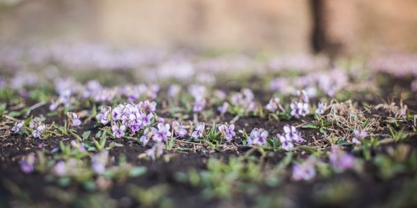 В Приморье снизился класс пожароопасности