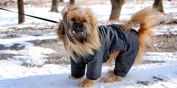 Небольшой снег возможен в ближайшие сутки местами в Приморье