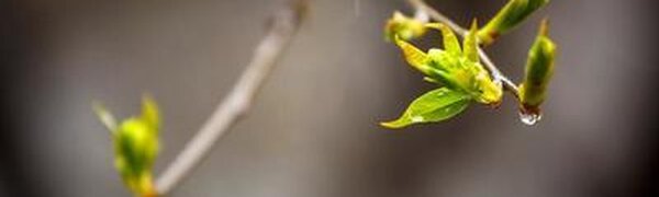 4 мая в Приморье пройдут дожди, местами сильные