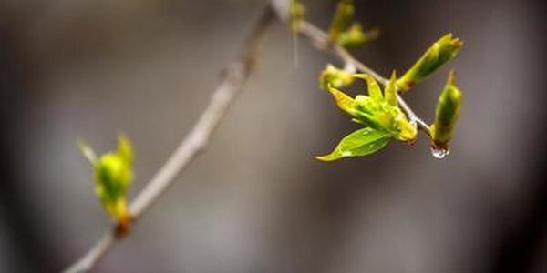 4 мая в Приморье пройдут дожди, местами сильные