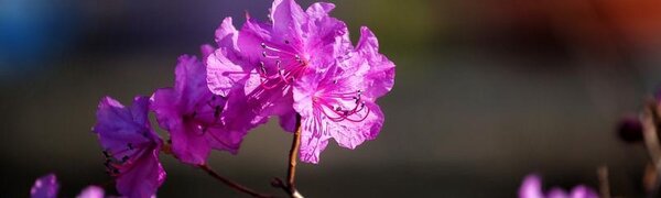 Стало известно, какой будет погода в Приморье на День Победы