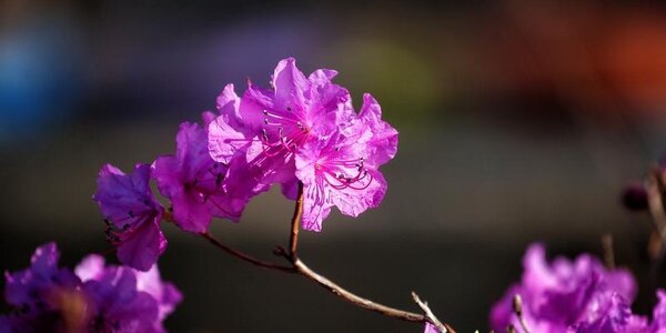 Стало известно, какой будет погода в Приморье на День Победы