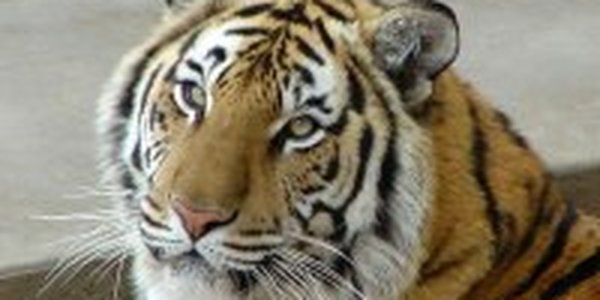 Амурских тигров поразила эпидемия