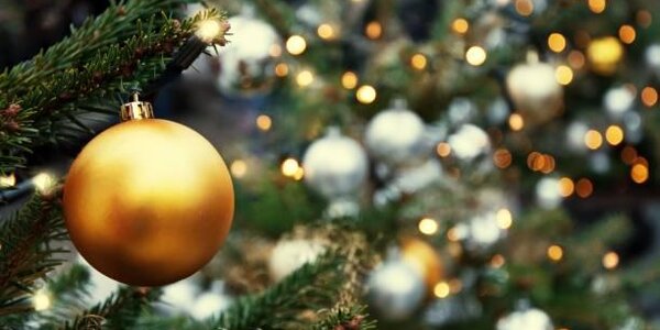 Ёлки во Владивостоке будут продавать на 20-ти площадках