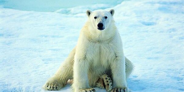 Пластик составляет четверть рациона белых медведей в Арктике
