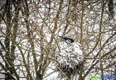 Небольшой снег возможен в выходные дни в Приморье 