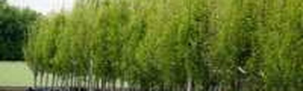 Олимпийские строители высадят в Сочи более 60 тысяч деревьев