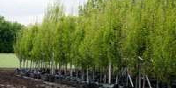Олимпийские строители высадят в Сочи более 60 тысяч деревьев