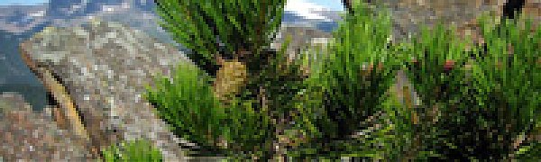 В Приморье добровольцы посадили около 5000 кедров