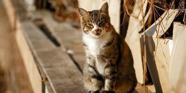 Выходные в Приморье и Владивостоке ожидаются тёплыми не по сезону. Уточнённый прогноз на Примпогоде