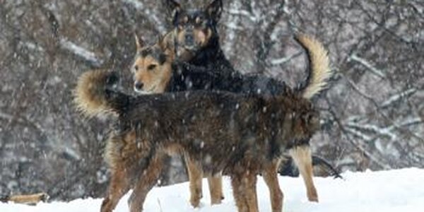 В первые выходные зимы температура в Приморье была ниже климатической на  2 – 6 градусов