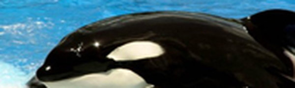 Косатки застряли во льду у берегов Канады