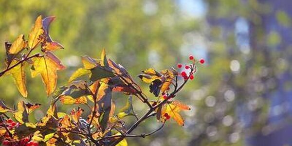 Сентябрь попрощается с Приморьем солнечной погодой