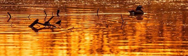 За прошедшие сутки подъем уровней воды в реках Приморья не превысил 0,2 м