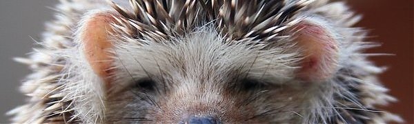 Зимняя бессонница не помешала ежу-шатуну радоваться приморской весне (ВИДЕО)