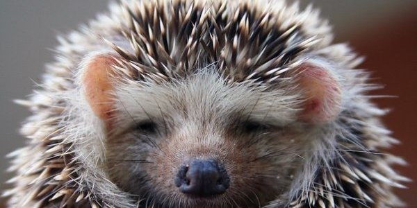 Зимняя бессонница не помешала ежу-шатуну радоваться приморской весне (ВИДЕО)