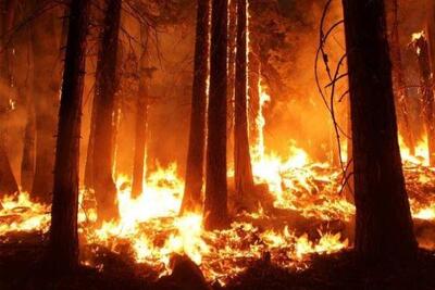 Лесные пожары могут охватить девять регионов России уже весной