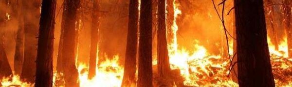 Лесные пожары могут охватить девять регионов России уже весной