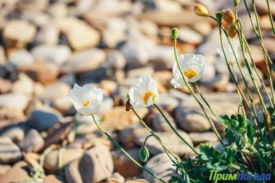 В начале следующей недели в Приморье вернётся жаркая погода