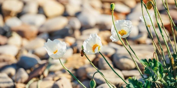 В начале следующей недели в Приморье вернётся жаркая погода