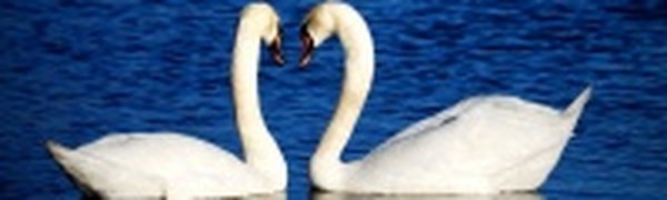 Численность рептилий и водных птиц сокращается в Англии из-за засухи