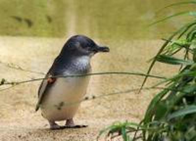 Похищенный в Австралии пингвин был найден благодаря Google и Facebook