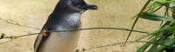 Похищенный в Австралии пингвин был найден благодаря Google и Facebook