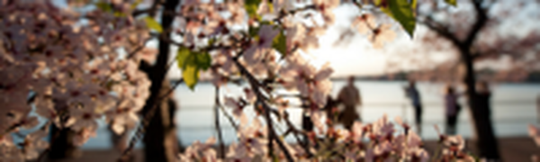 Погоду в Приморье обуславливает антициклон