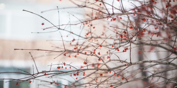 Владивосток ожидают снежные выходные