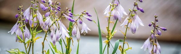 Июль в Приморье начнется с дождей