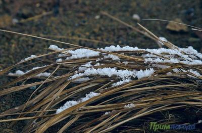 Сегодня в Приморье идёт небольшой снег