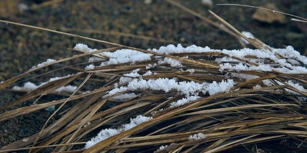 Сегодня в Приморье идёт небольшой снег