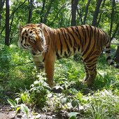 В Приморском Сафари-парке можно увидеть тигров без клетки