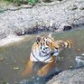 В Приморском Сафари-парке можно увидеть тигров без клетки