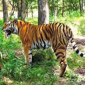 В Приморском Сафари-парке можно увидеть тигров без клетки